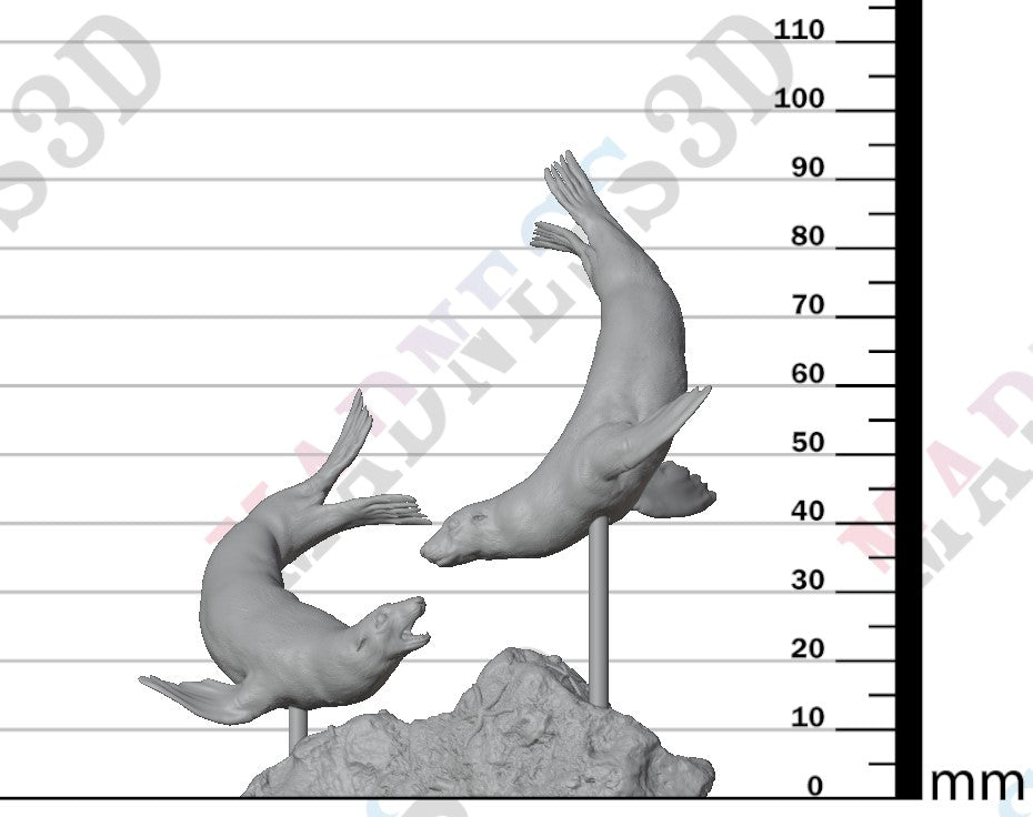 Cape Fur Seal Swim 1:24