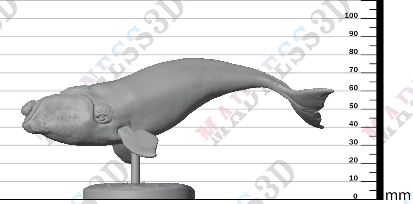 Southern Right Whale 1:100