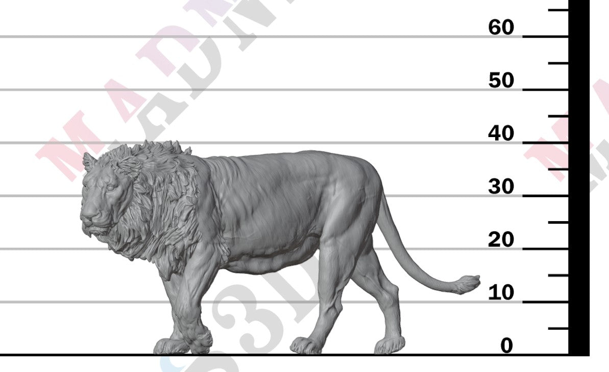 Asiatic Lion 1:24
