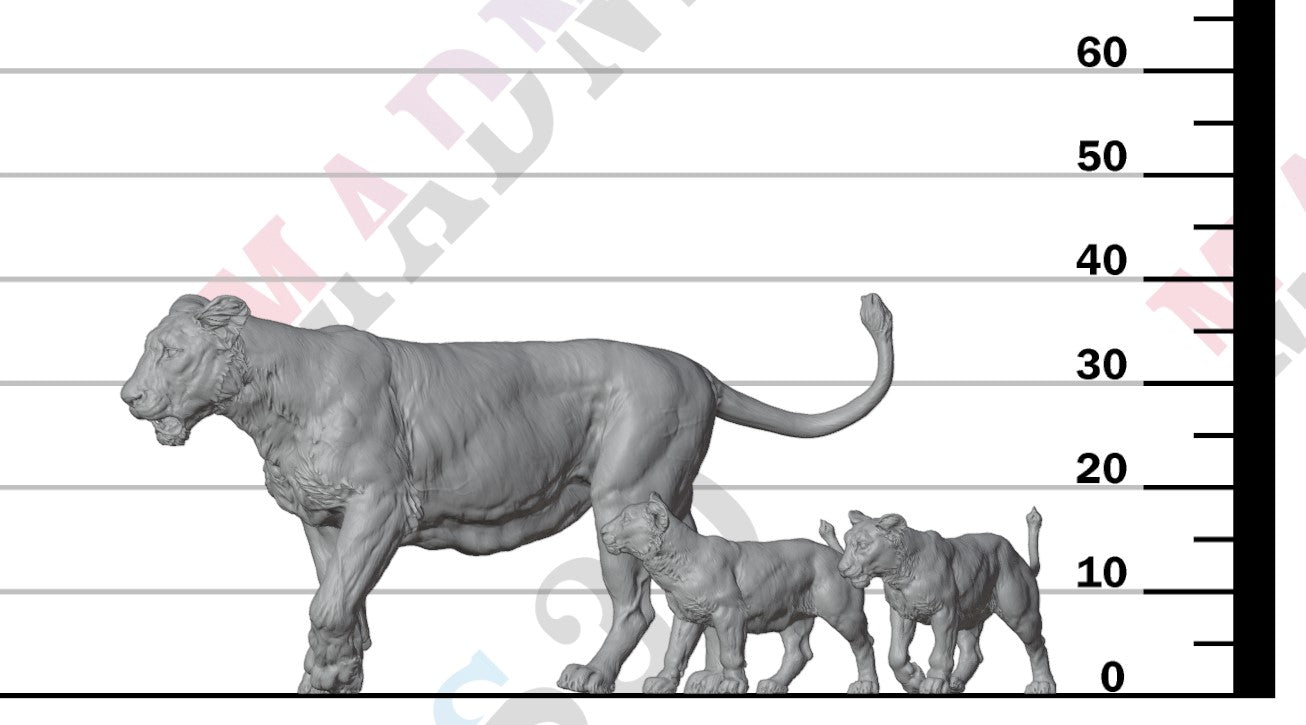 Asiatic Lion - Lioness and Cubs 1:24