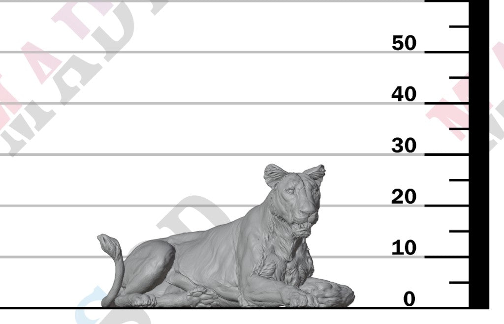 Asiatic Lion - Lioness Lying 1:24