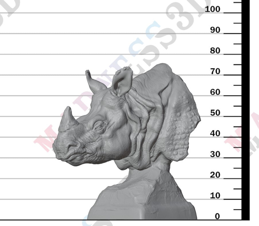 Indian Rhino 1:24 - Bust
