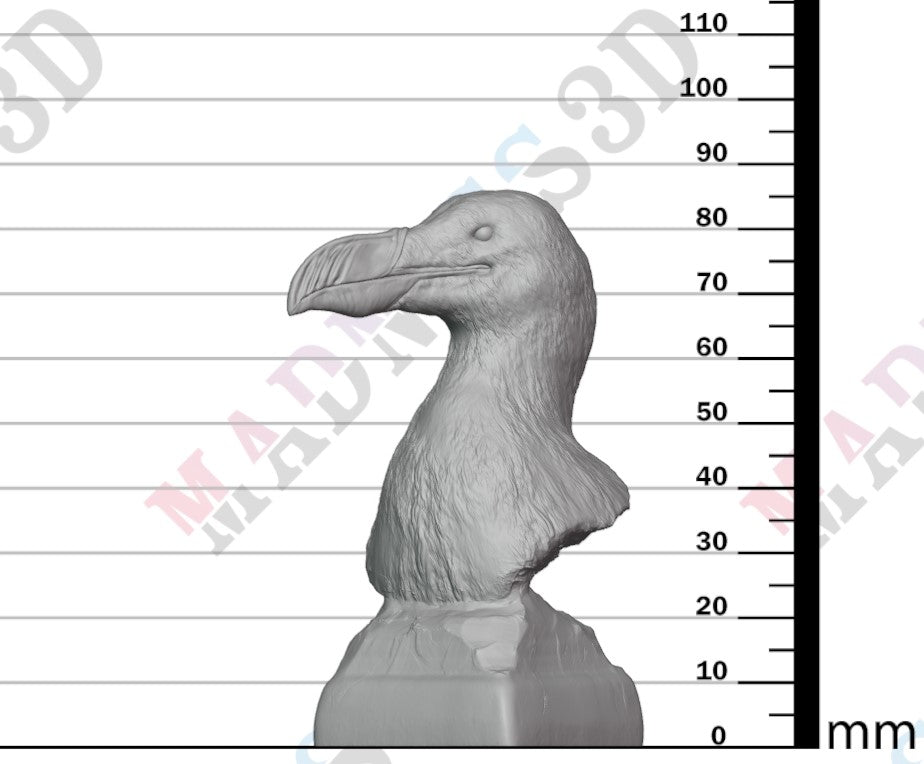 Great Auk - Bust 1:6