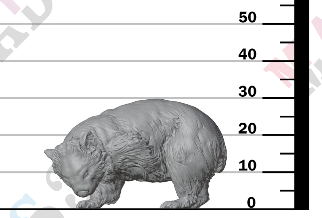 Wombat Scratching 1:16