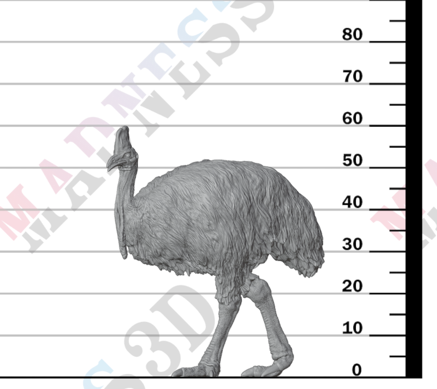 Southern Cassowary 1:24
