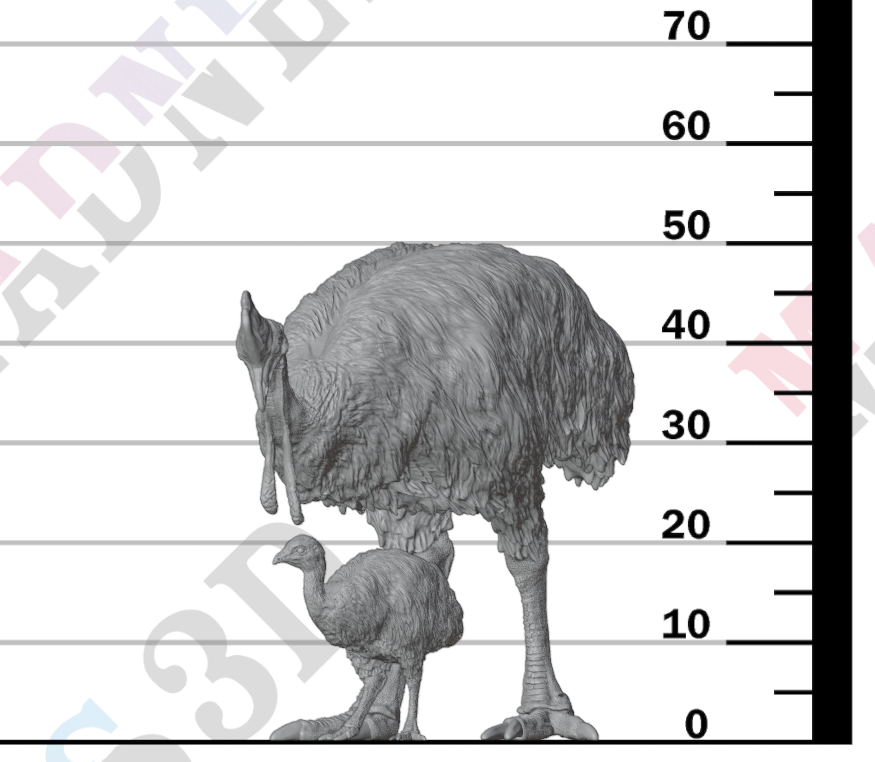 Southern Cassowary and Chick 1:24