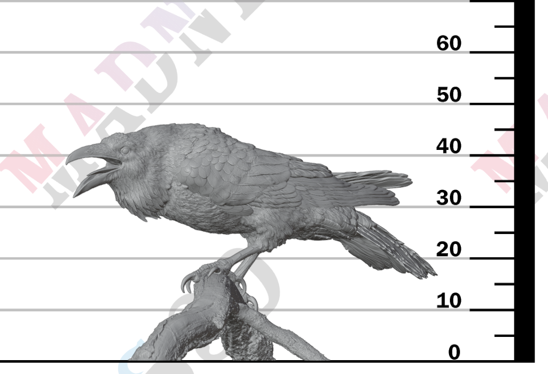 Common Raven 1:6