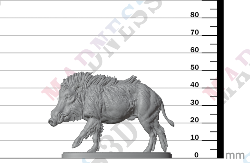 Indian Wild Boar
