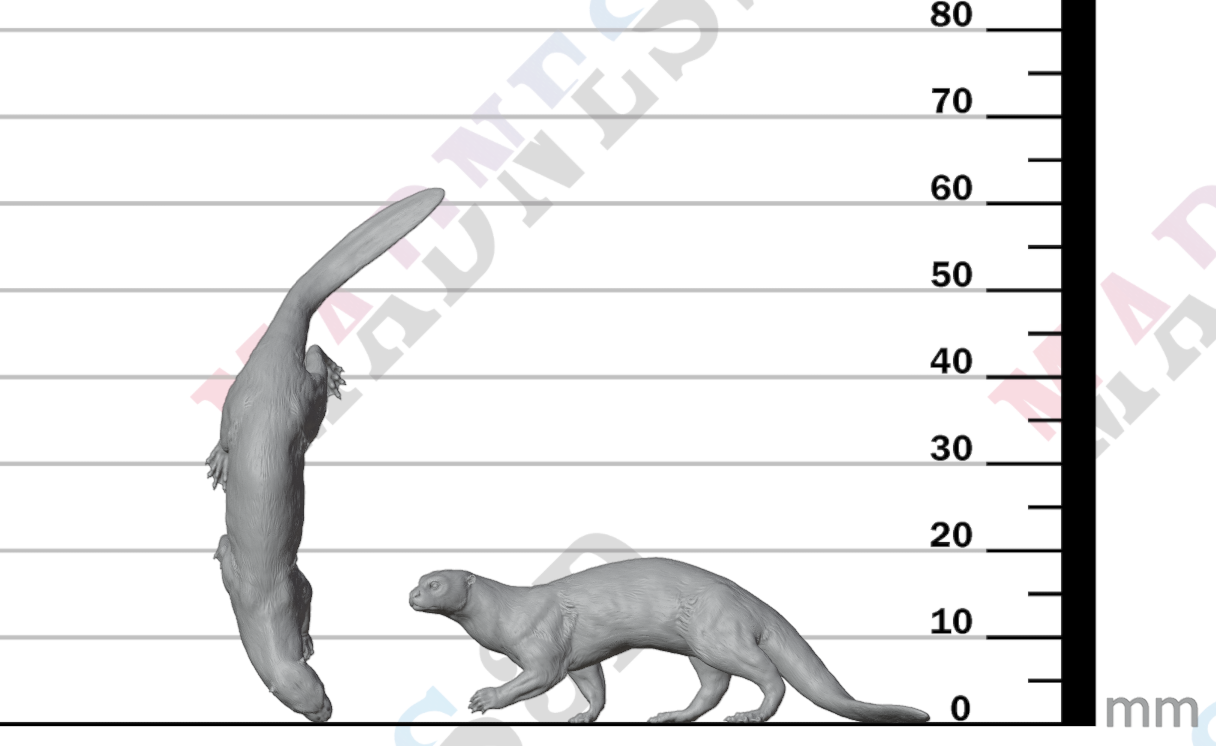 Giant Otter