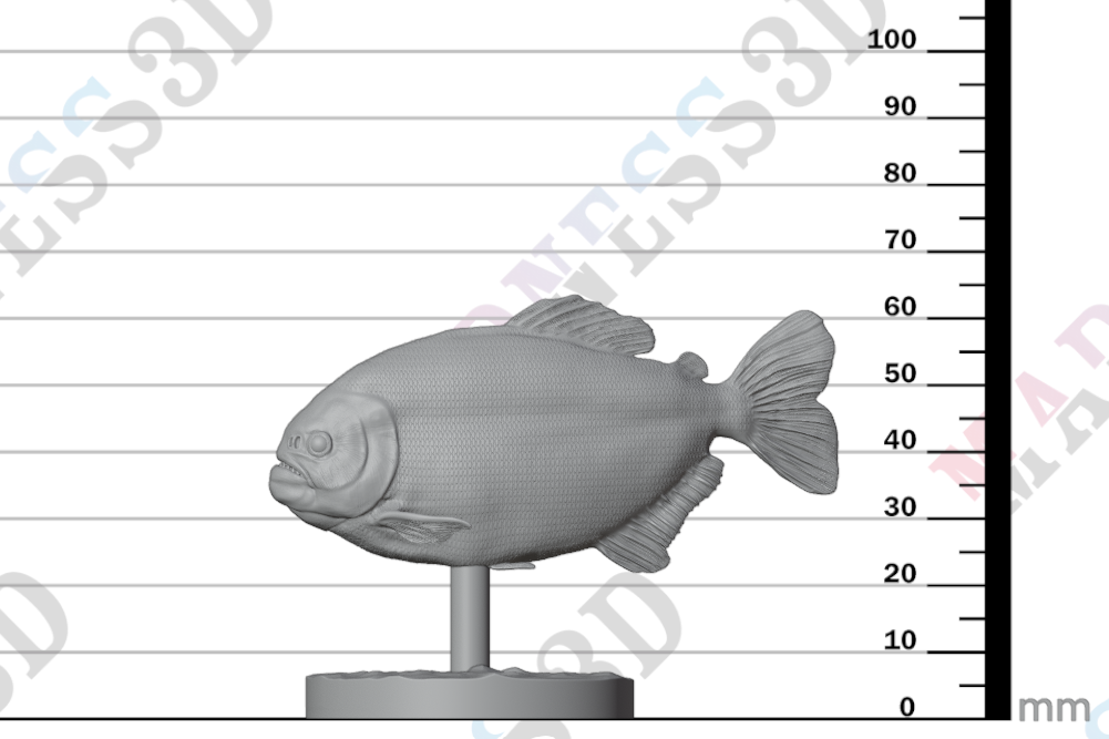 Red Bellied Piranha