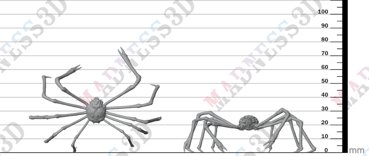 Japanese Giant Spider Crab 1:24
