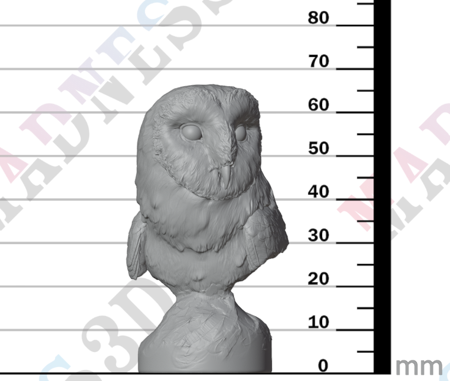 American Barn Owl - Bust 1:4