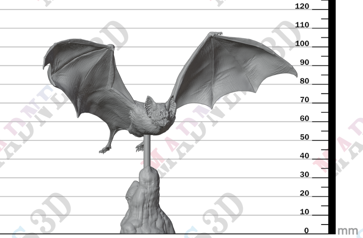 Common Vampire Bat Flying 1:2