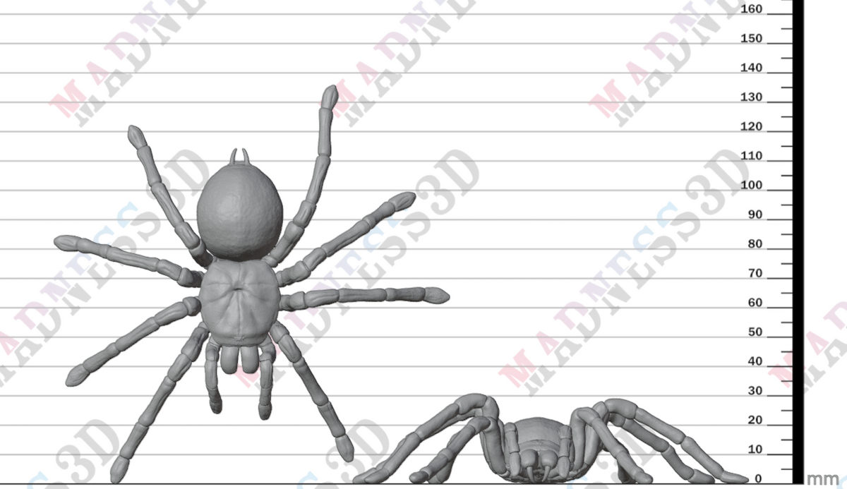 Goliath Birdeater 1:2
