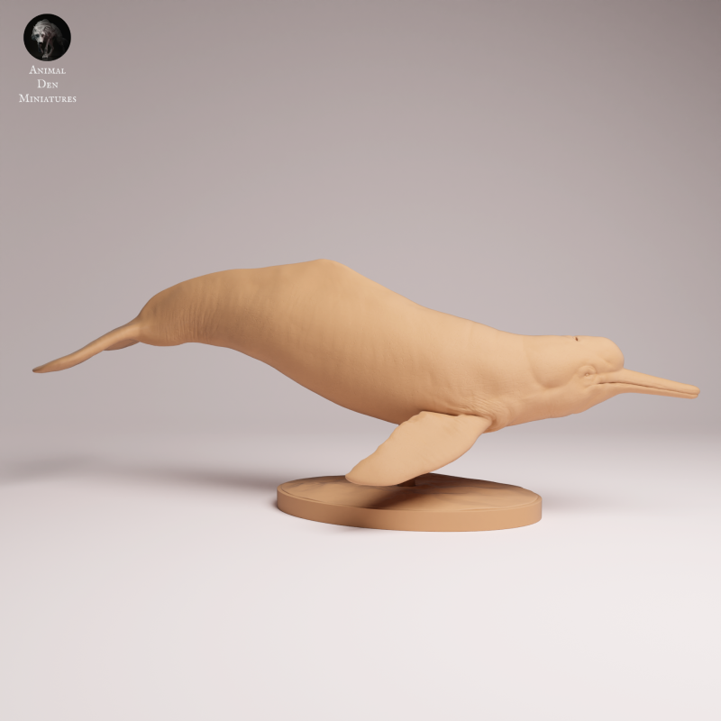 Amazon River Dolphin - 1-24