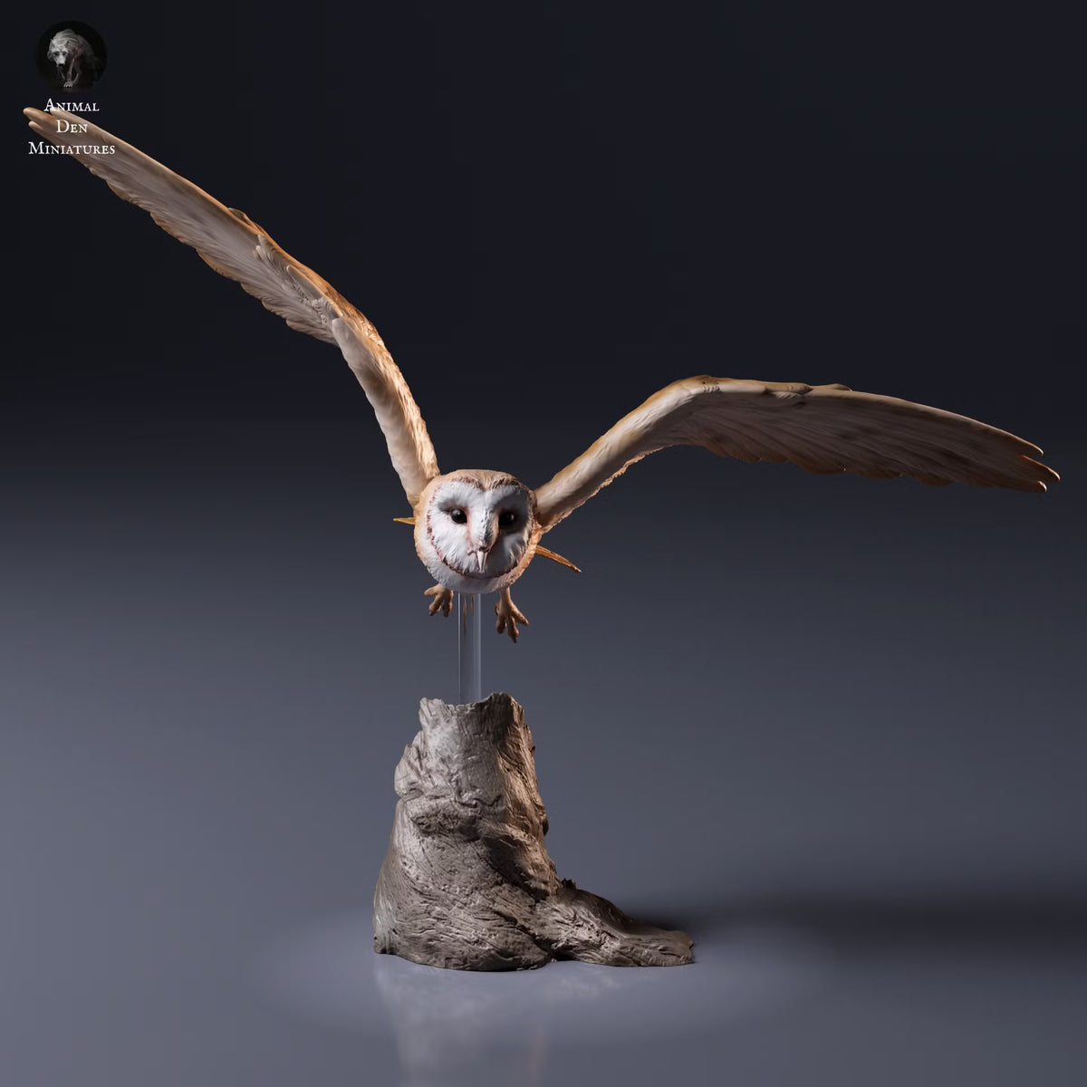 American Barn Owl - Fly 1:8