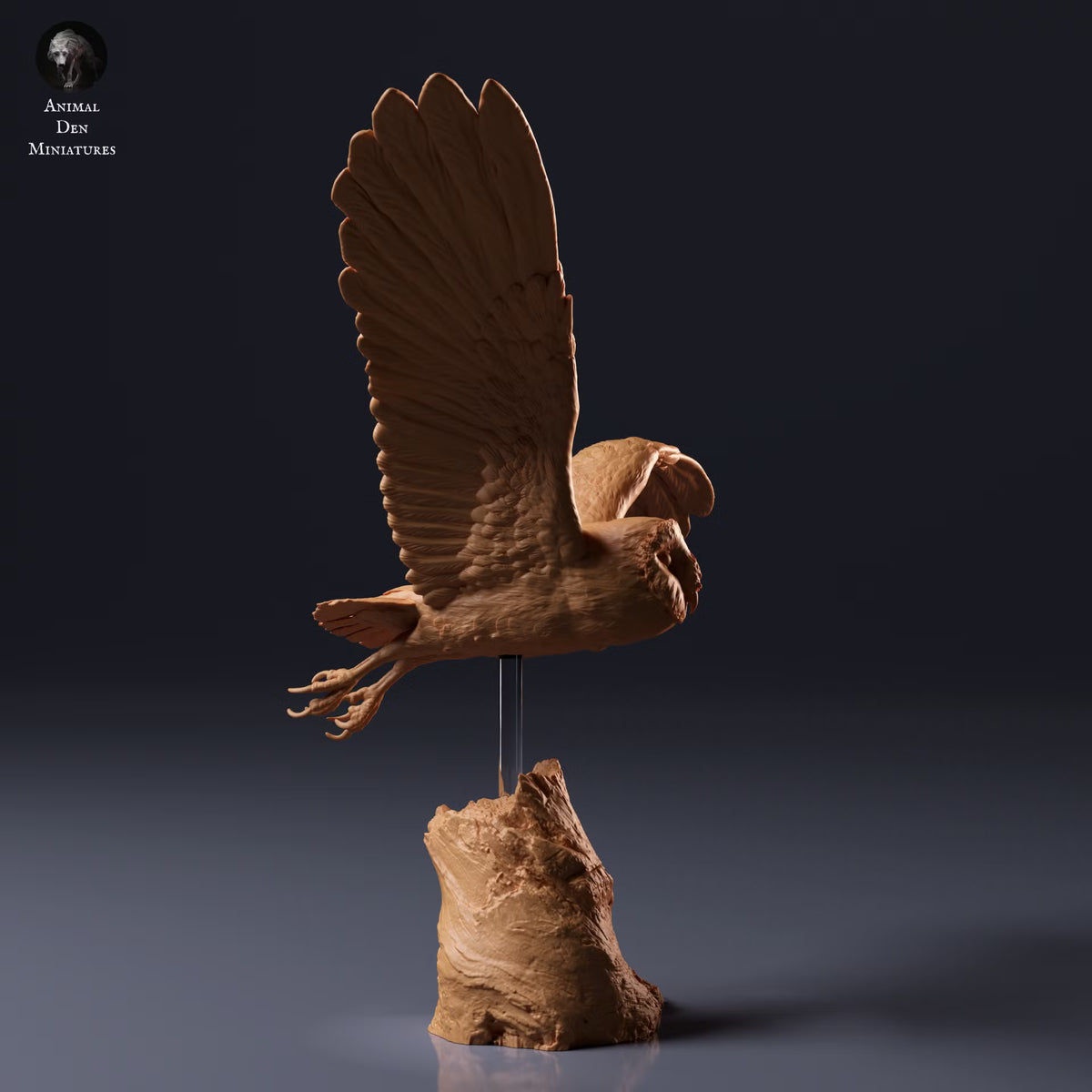 American Barn Owl - Fly 1:8