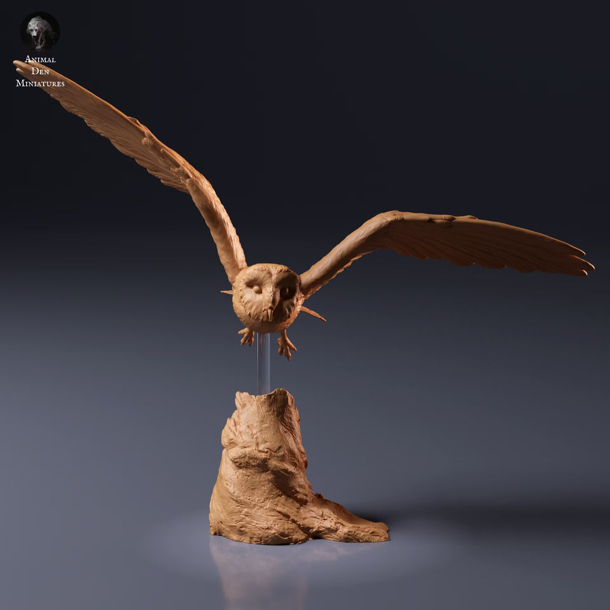 American Barn Owl - Fly 1:8