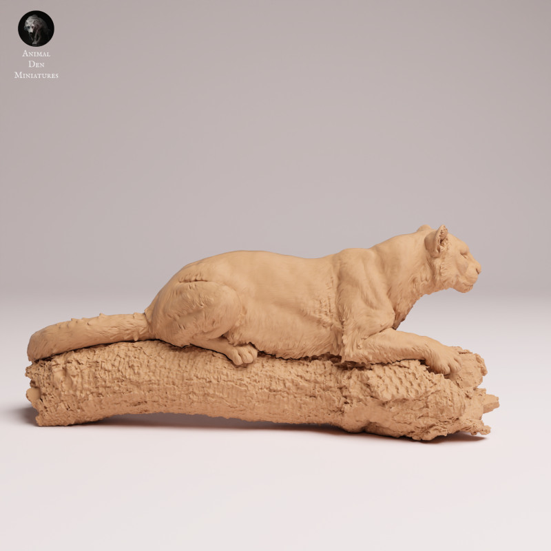 Amur Leopard on Tree