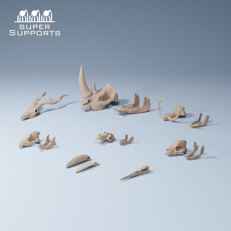 Animal Skulls - Group 1