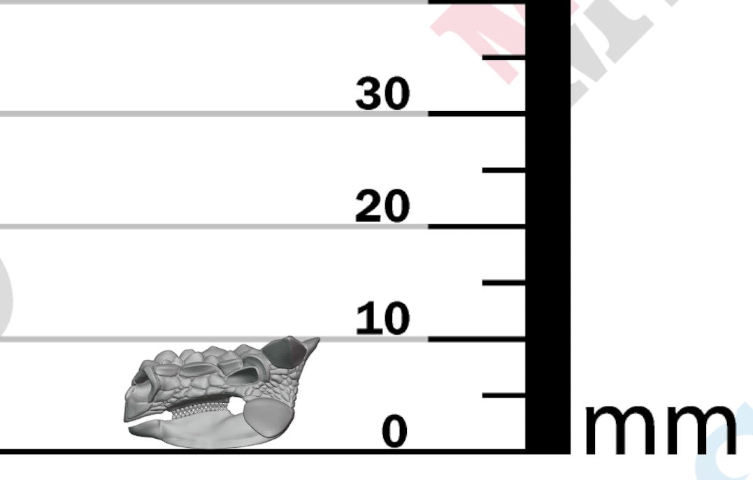 Dinosaur Skulls - Group 2