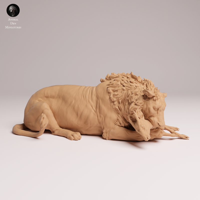 Asiatic Lion - Eating 1:24