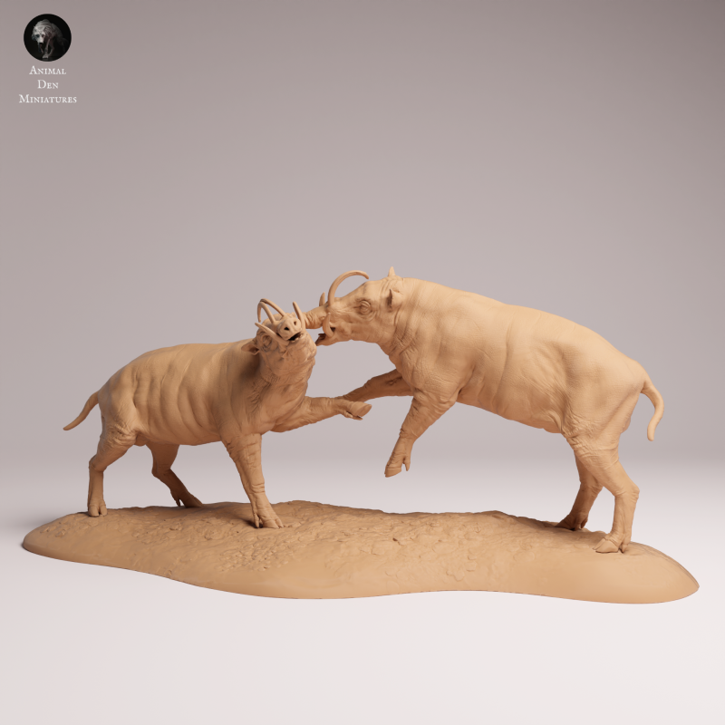North Sulawesi Barbirusa Boar Fight 1:16