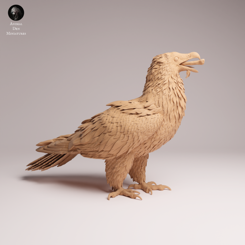 Bearded Vulture Eating 1:12