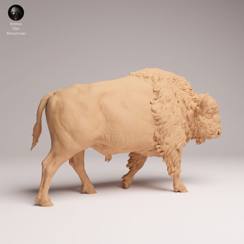 American Bison 1-24