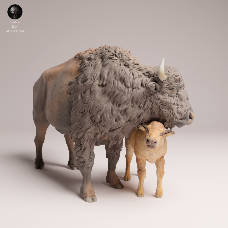 American Bison Cow and Calf 1-24
