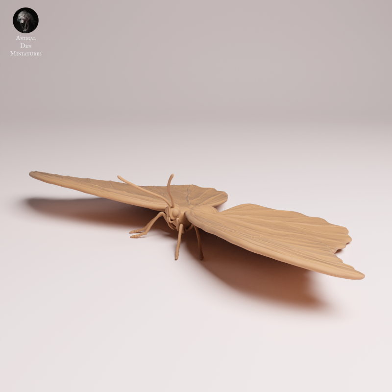 Blue Morpho Butterfly - Wings Open - 1-1