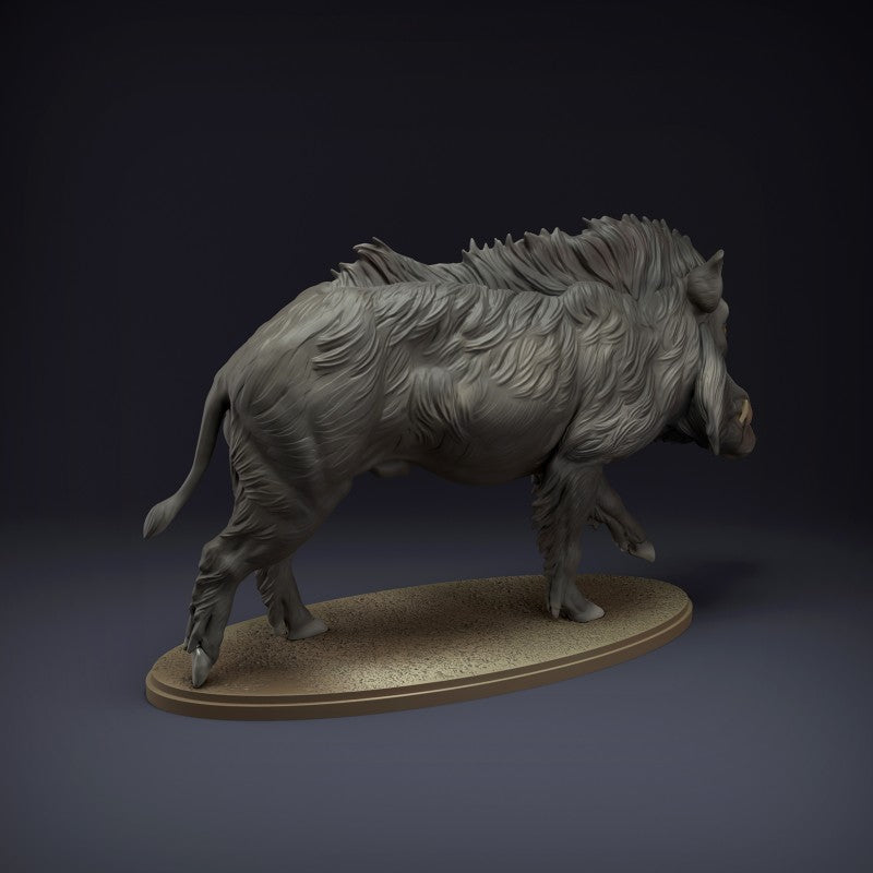 Indian Wild Boar