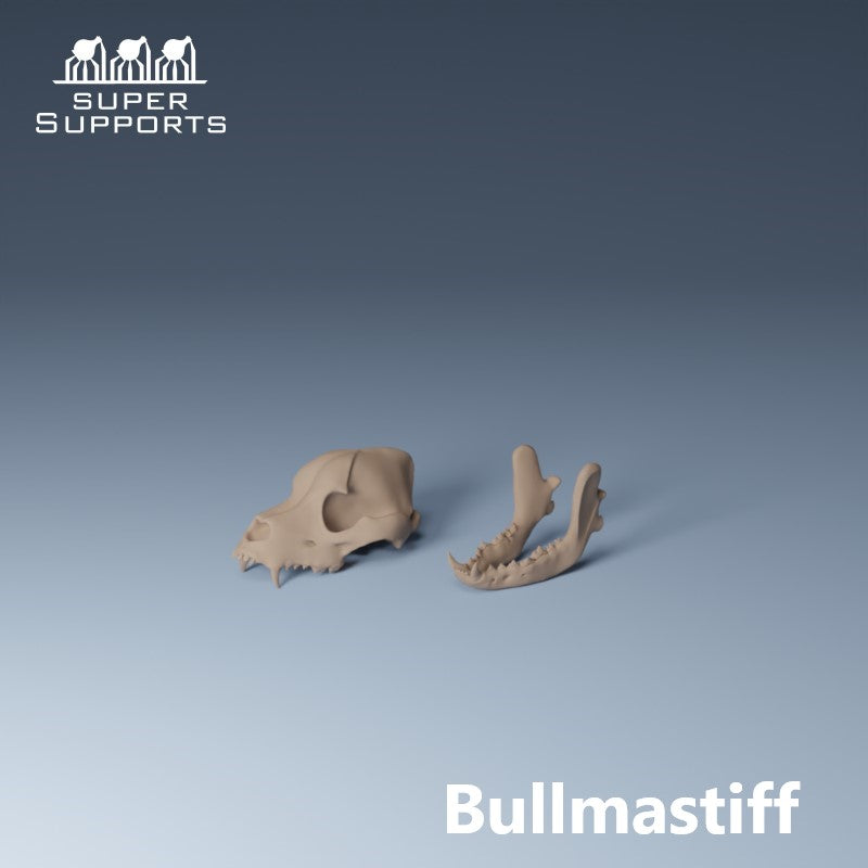 Animal Skulls - Group 1