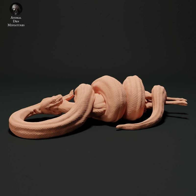 Burmese Python Eating Muntjac