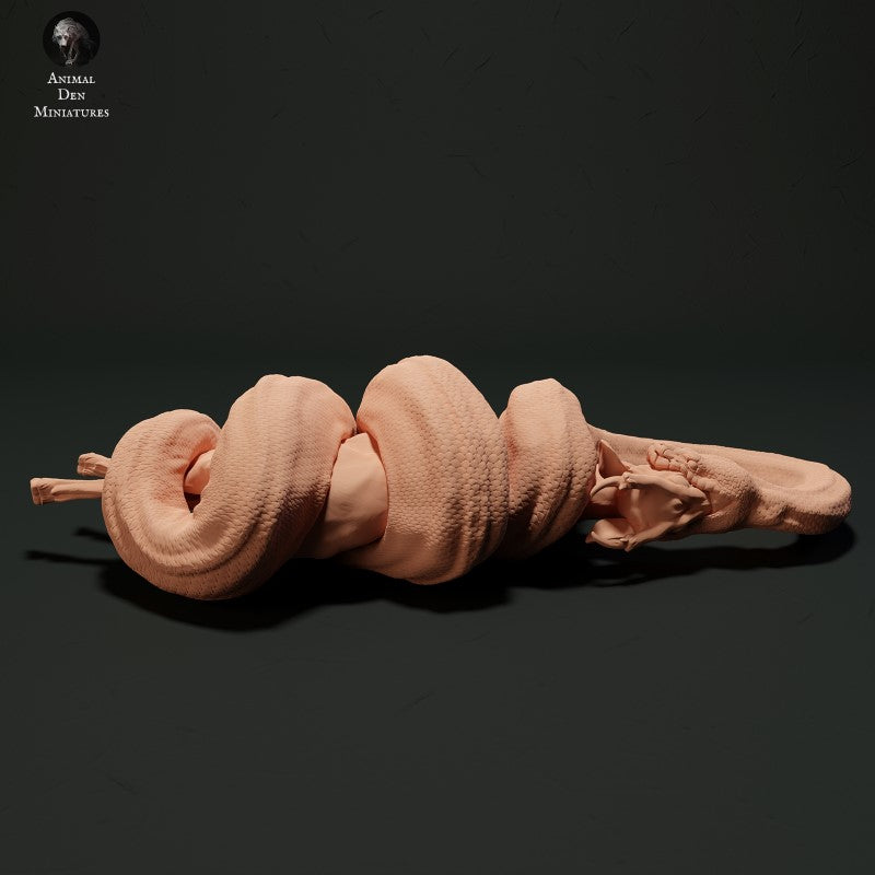 Burmese Python Eating Muntjac