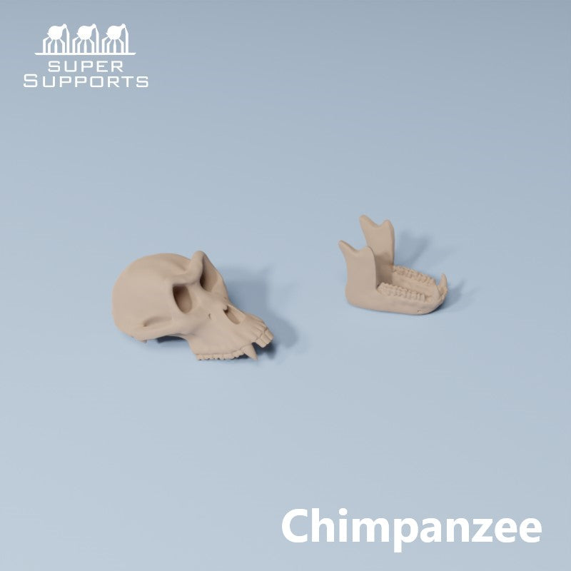 Animal Skulls - Group 3