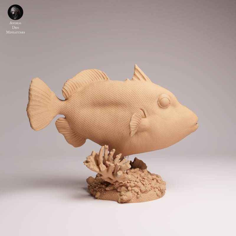 Clown Triggerfish 1-6