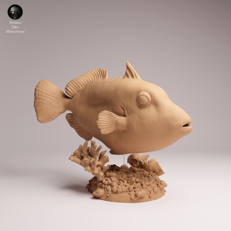 Clown Triggerfish 1-6