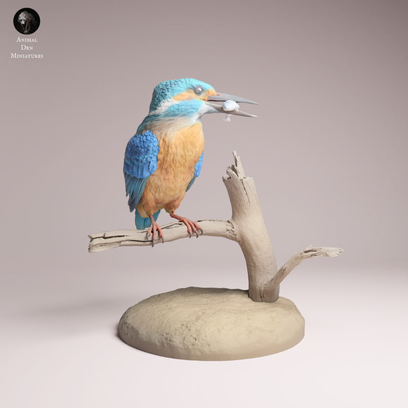 Common Kingfisher 1:2