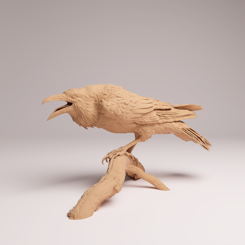 Common Raven 1:6