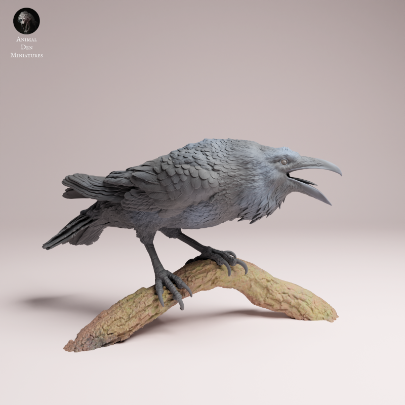 Common Raven 1:6