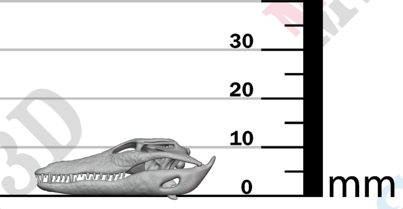 Dinosaur Skulls - Group 2