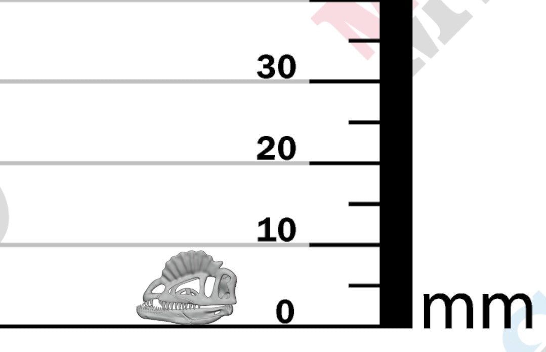 Dinosaur Skulls - Group 2