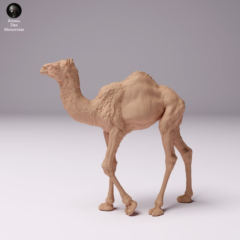 Dromedary Camel Calf