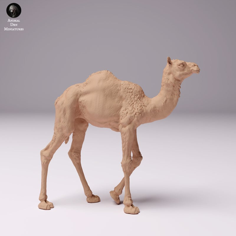 Dromedary Camel Calf