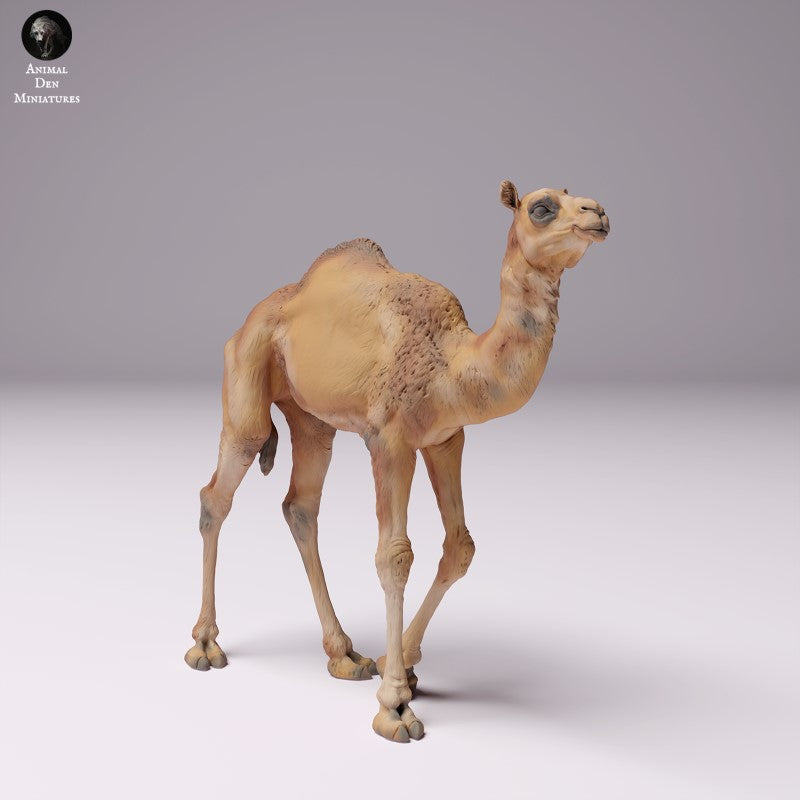 Dromedary Camel Calf