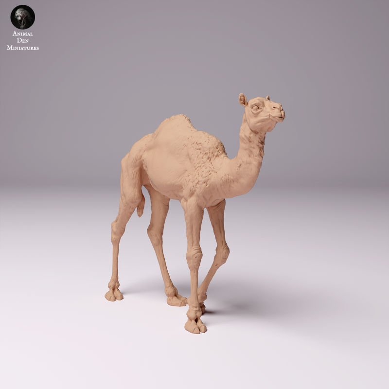 Dromedary Camel Calf