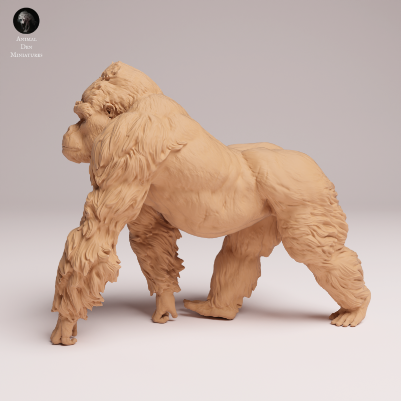 Grauers Gorilla Silverback