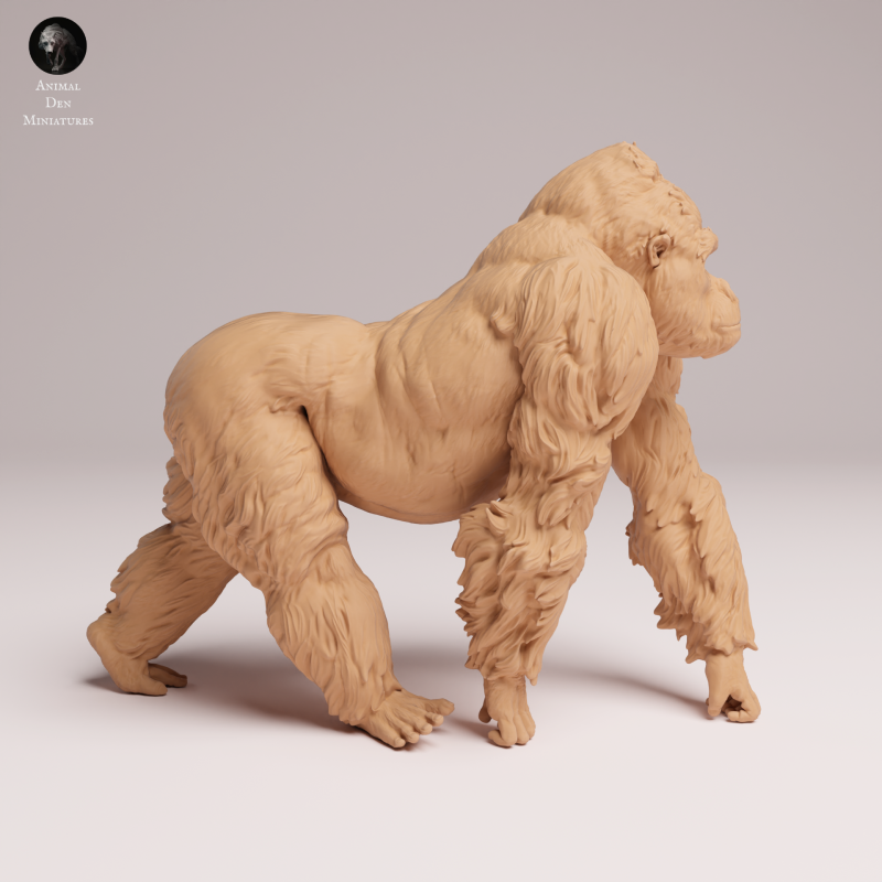 Grauers Gorilla Silverback