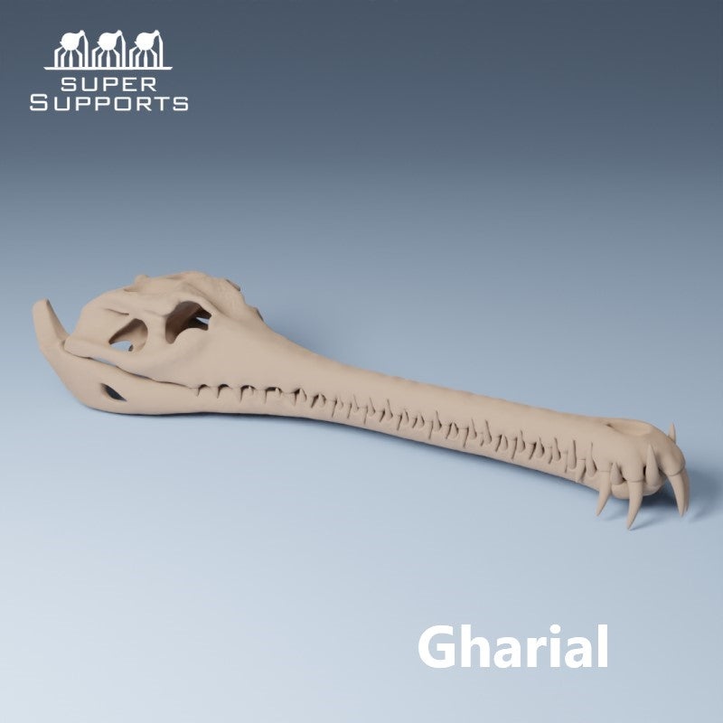 Animal Skulls - Group 4